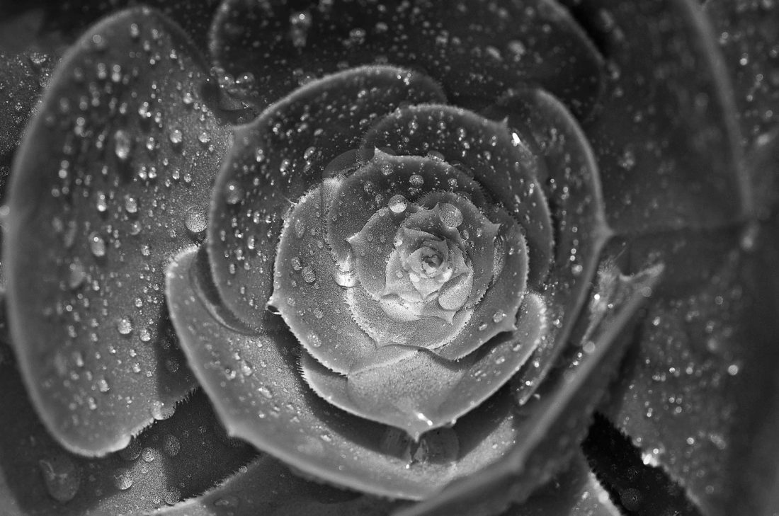 black and white succulant with water droplets Photography by Silvia in Beaverton