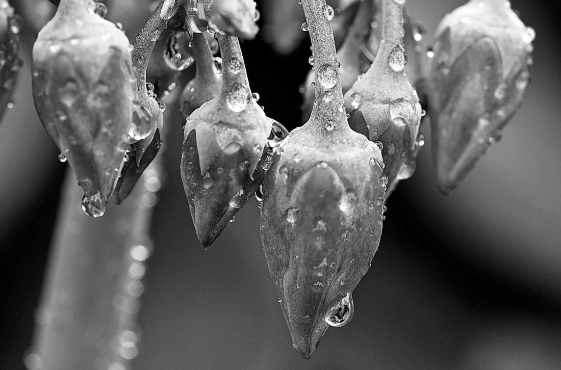 black and white water droplets on blossoms Photography by Silvia in Beaverton