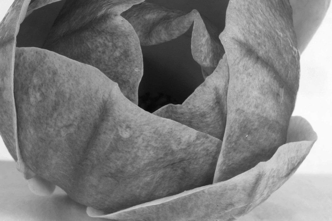 black and white tulip closeup Photography by Silvia in Beaverton