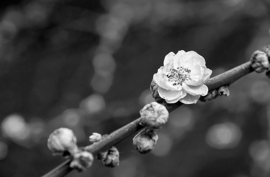 black and white blossom on branch Photography by Silvia in Beaverton