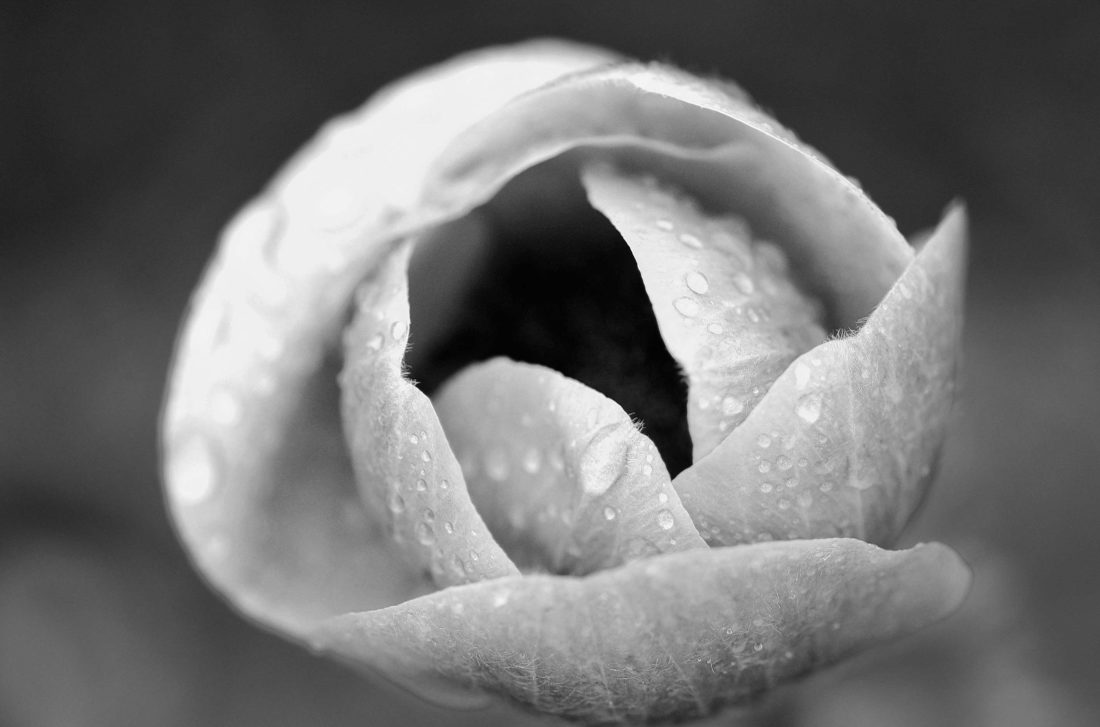 black and white blossom closeup Photography by Silvia in Beaverton