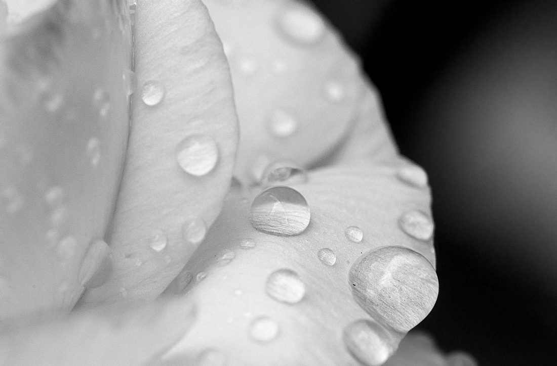 black and white water dropson petal by Silvia in Beaverton