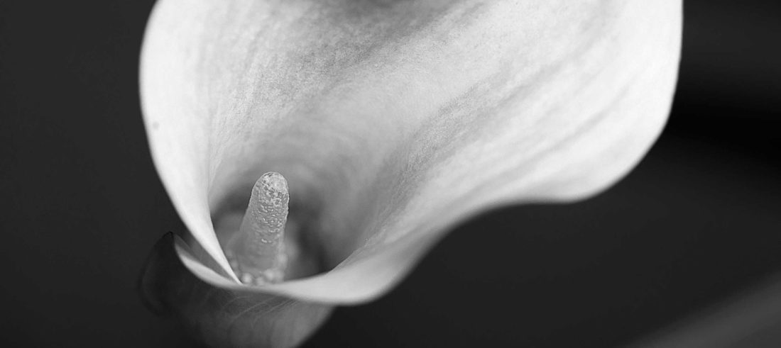 black and white calla lilly closeup Photography by Silvia in Beaverton