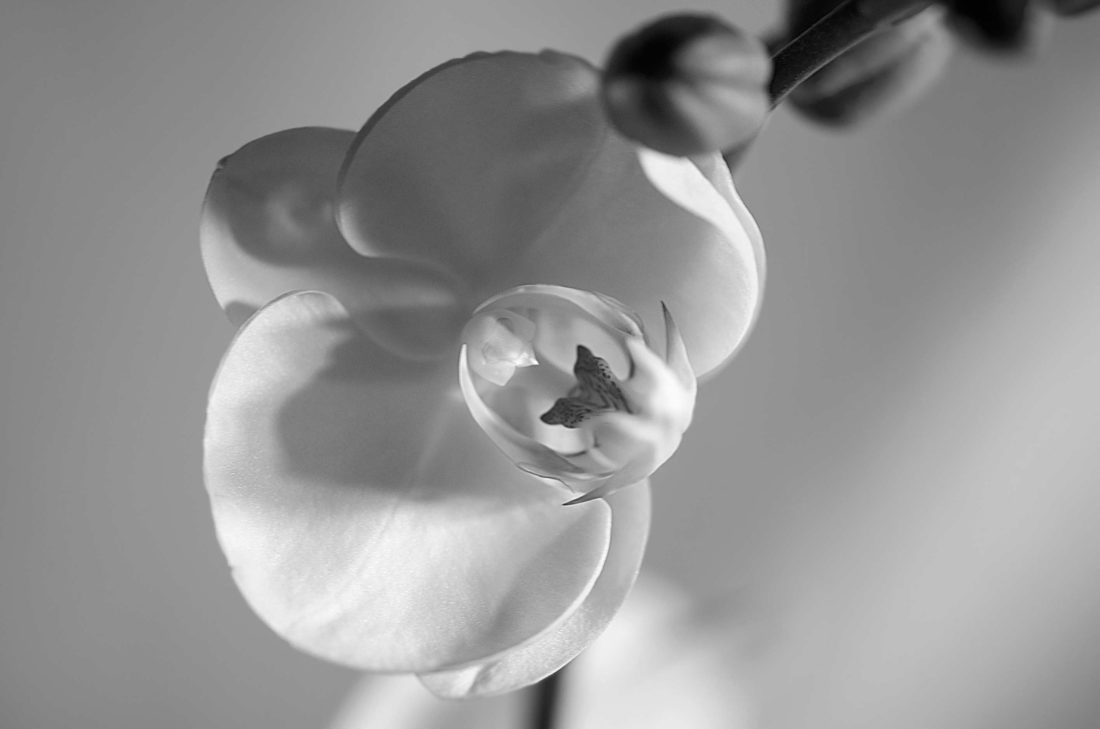 black and white orchid closeup Photography by Silvia in Beaverton