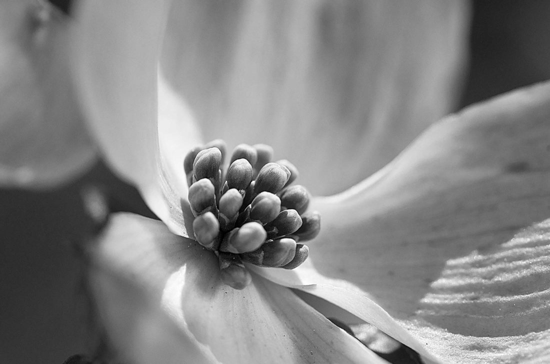 black and white flower closeup Photography by Silvia in Beaverton