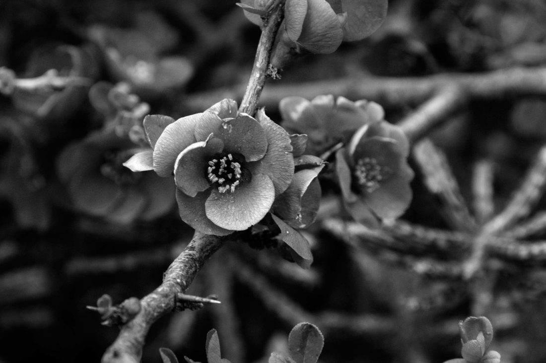 black and white blossom Photography by Silvia in Beaverton