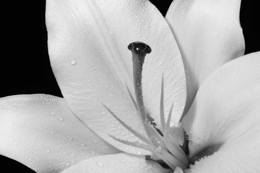 black and white blossom closeup Photography by Silvia in Beaverton