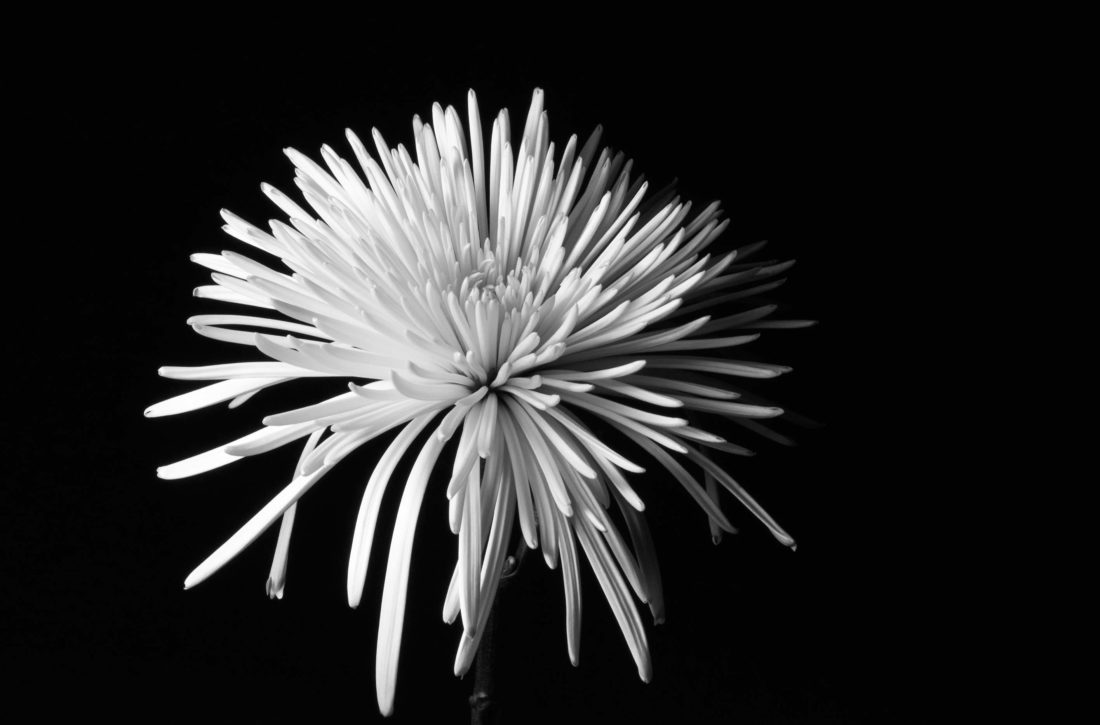 staek black and white flower Photography by Silvia in Beaverton