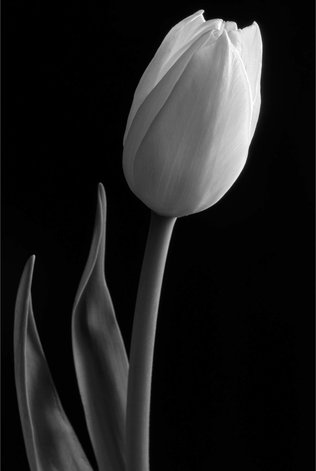 black and white tulip Photography by Silvia in Beaverton