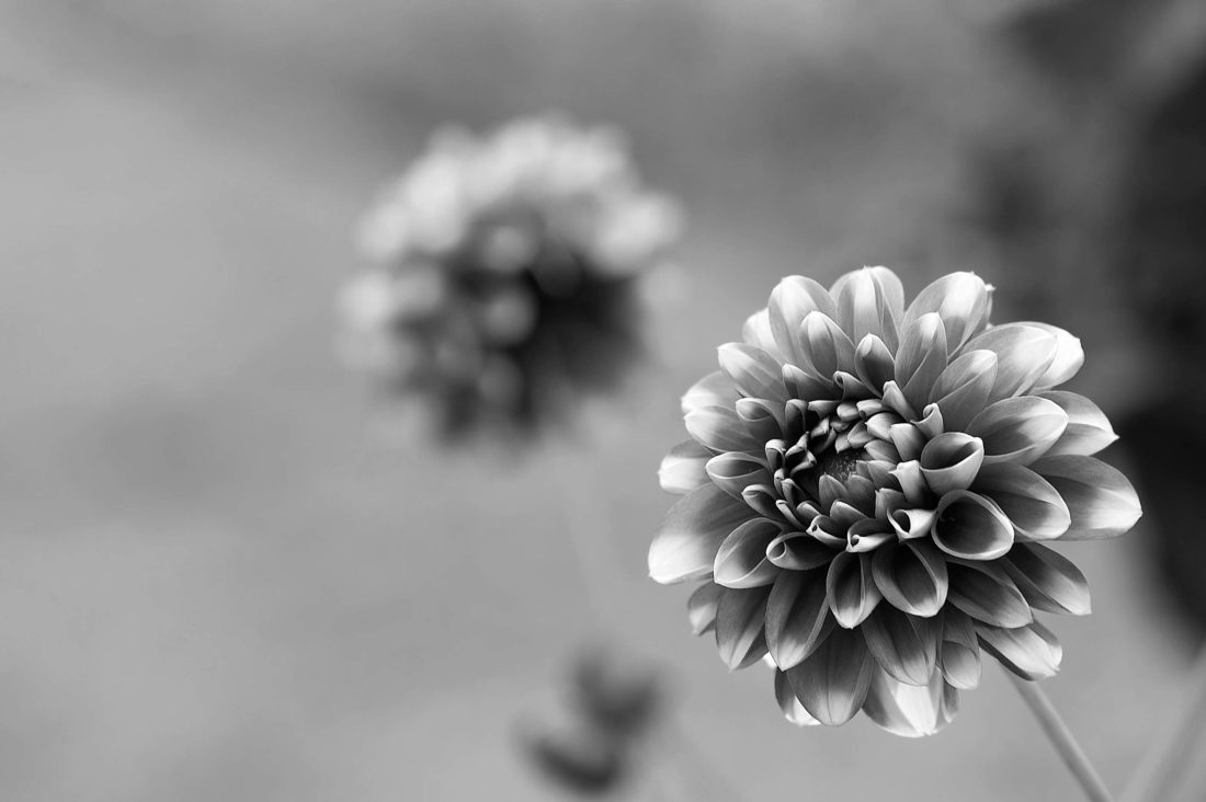 black and white zinnia Photography by Silvia in Beaverton