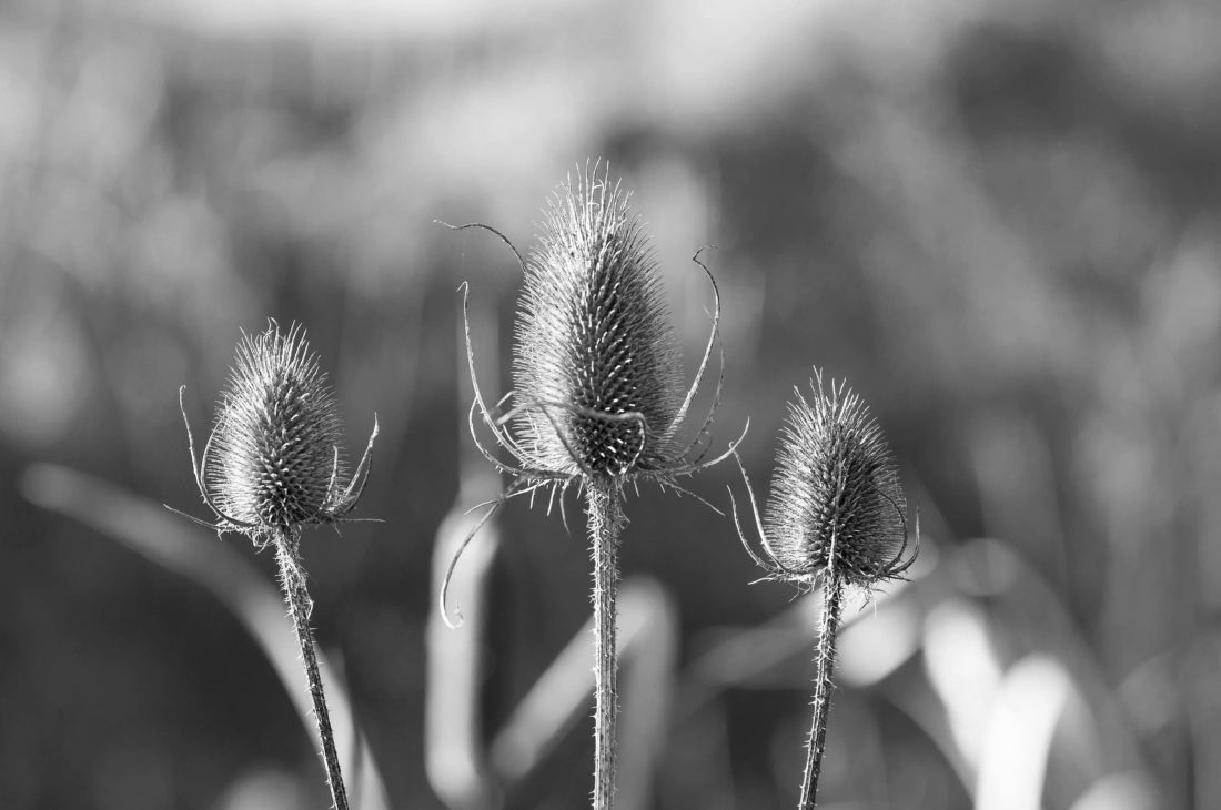 black and white thistle Photography by Silvia in Beaverton